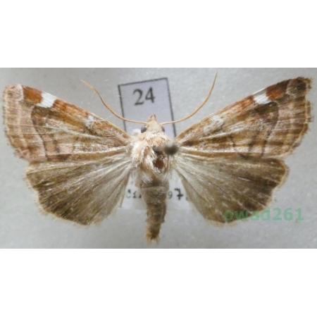 Cosmia diffinis (Linnaeus, 1767) Czech24